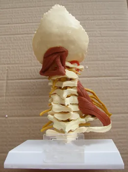 1:1 LifeSize Kaklo Slankstelių stuburo slankstelių ir Stuburo Kūno, gimdos Kaklelio Stuburo Žmogaus Anatomija Nugaros Smegenų Kaklo Slankstelių Sketelon