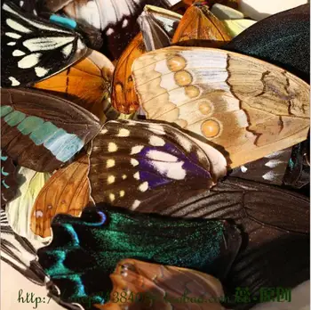 10VNT 3D Drugelis egzempliorių sparnus Nekilnojamojo drugelio sparnai drugelių sparnai žiedas/auskarai/karoliai