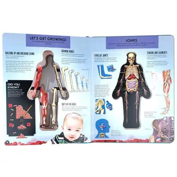 3D Anatomija Žmogaus Kūno anglų kalba Populiari Mokslo Knyga 3D Vaizdas Knyga