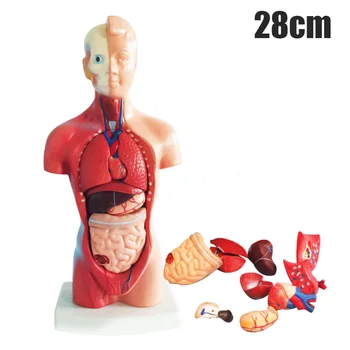 4D Anatomijos Asamblėjos Modelio Žmogaus Organų Mokymo Lavinimo Mokykloje GK99