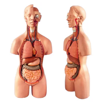 4D Anatomijos Asamblėjos Modelio Žmogaus Organų Mokymo Lavinimo Mokykloje GK99