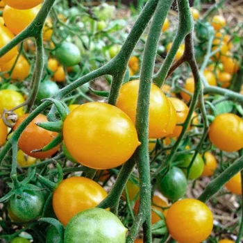 Sėklos, pomidorai Ildi sodinti. Šviežio Derliaus, sertifikuotos veislės. Geriausia daržoves jums!