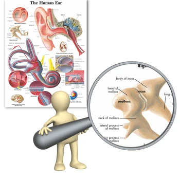 WANGART Žmogaus Ausies Anatomiją Anatomijos Diagramos, Plakatai Informacijos Drobės Plakatas Sienos Nuotraukas Medicinos Švietimo Tarnyba Namų Dekoro