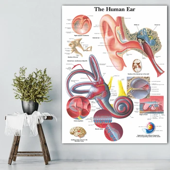 WANGART Žmogaus Ausies Anatomiją Anatomijos Diagramos, Plakatai Informacijos Drobės Plakatas Sienos Nuotraukas Medicinos Švietimo Tarnyba Namų Dekoro