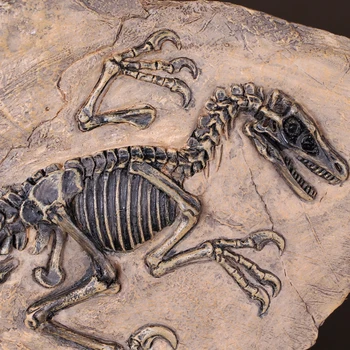 Yassfen Juros Periodo Dinozaurų Originalus Tekinto Akmens Plesiosaur Velociraptor Pterodactylus Apatosaurus Fosilijos Papuošti
